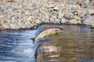 Salmon