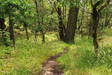 forest with trail