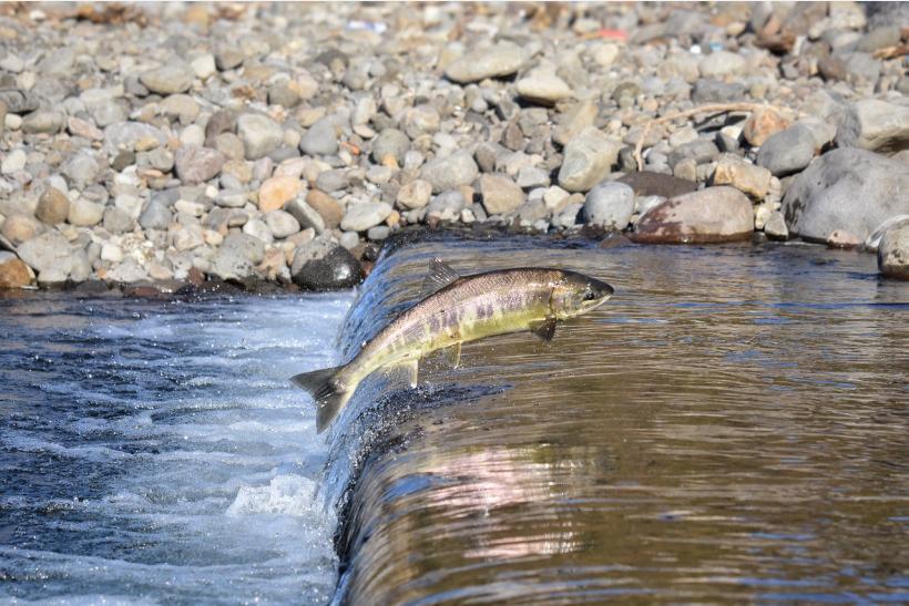 Salmon